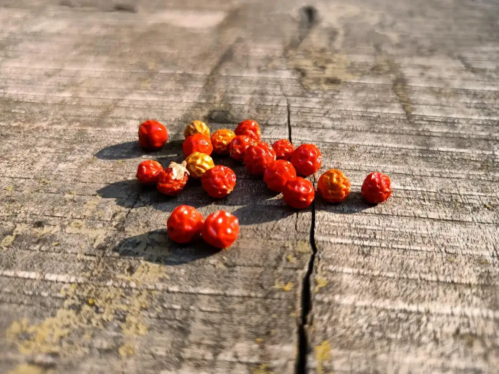 Précautions et contre-indications de la supplémentation en Ashwagandha